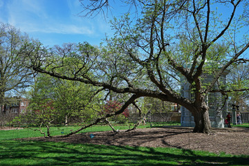Obraz premium Green park with arrangement of big tree ,flowers and buildings