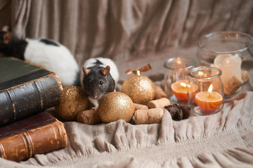 Fototapeta na wymiar Decorative black and white rat among christmas toys and candles. 2020 new year symbol.
