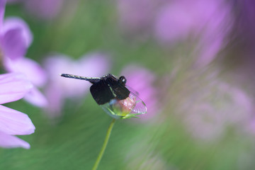 Dragonfly perching over flower hunter other insects as wildlife background