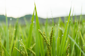 rice field in the morning