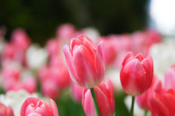 Fresh beautiful pink and white tulip flower