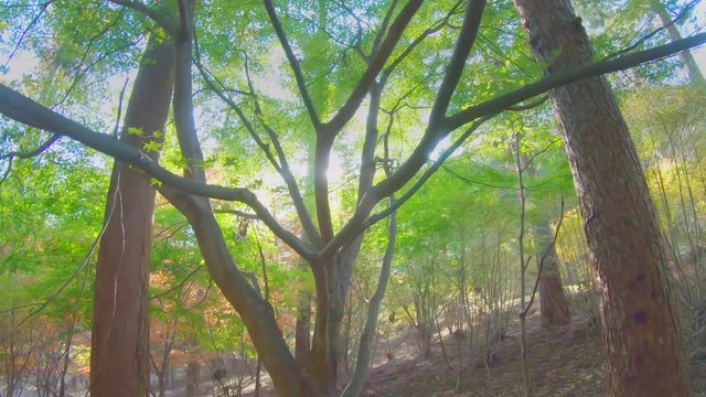 太陽の光が眩しい秋の森林