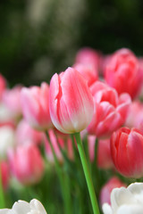 Fresh beautiful pink and white tulip flower