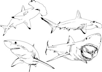 great white shark drawn in ink freehand sketch logo	