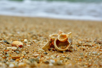 sea shells on the sand