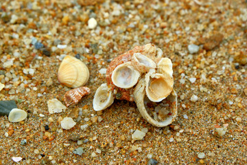 sea shells on the beach