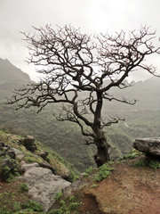 Lonely tree without leaves over the mountain