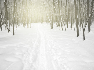 Fototapeta premium Ski track in the winter forest. Leisure activity and sport in the winter. The sun illuminates the trees in the background.