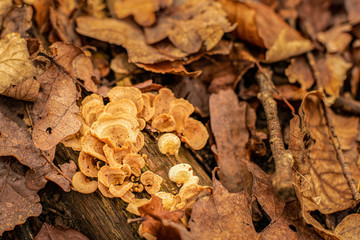 From the florest floor: Mushrooms growing on an old log of wood, surrounded by golden withered beech leaves.