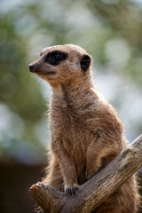 Fototapeta premium Meerkat or Suricate (Suricata suricatta)