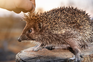 Men's hands are holding a hedgehog who has curled up in a ball, the sunset is visible on the horizon. © Niko_Dali