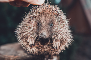 Men's hands are holding a hedgehog who has curled up in a ball, the sunset is visible on the horizon.