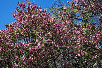 Obraz premium Close up Saucer Chinese Magnolia tree