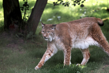 Northern Lynx ( Felis lynx lynx)
