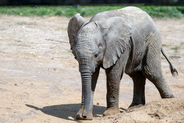Fototapeta premium African Elephant (Loxodonta)