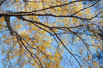 Yellow crown of birch in the fall against the blue sky. Birch trunk with a yellow crown.