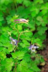 Ranunculaceae isopyreae in a park