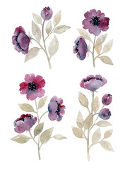 watercolor hand painted wild flowers isolated elements