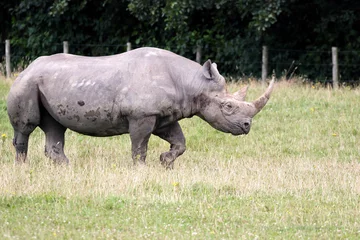 Foto op Plexiglas Black Rhinoceros or Hook-lipped Rhinoceros (Diceros bicornis) © philipbird123