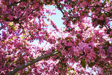 Close up blooming pink cherry blossom tree with blue sky