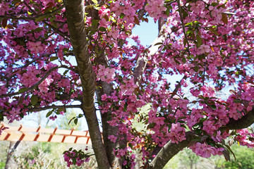 Close up blooming pink cherry blossom tree with blue sky