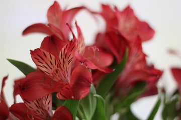 Obraz na płótnie Canvas Alstroemeria flower red. Bouquet of flowers Alstroemeria. . Close-up