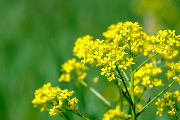 small yellow flowers on a green blurred background