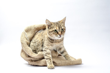 Obraz premium disgruntled tabby cat gets out of the sack