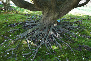 Exotic tree roots covered with green moss