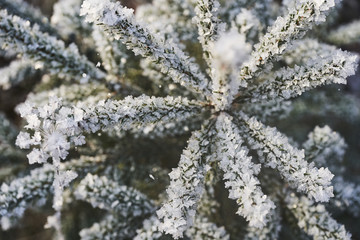 Fir branches covered with beautiful ice crystals in sunlight