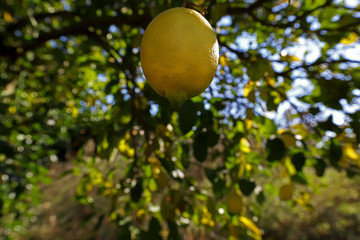 Lemon trees in the garden