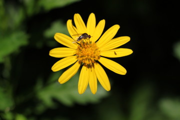 Insecto en flor