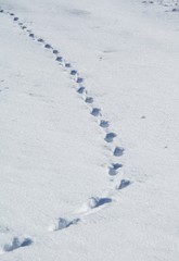 A trace of a wolf in snow