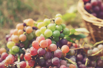 Ggreen and red grapes in a basket in the sunlight