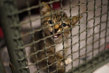 cats rescued at the veterinary clinic waiting to be adopted by a family
