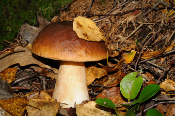 White mushroom and a leaf on it in the forest