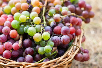 Basket with red and green grapes