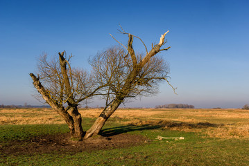 Rzeka Narew w okolicy Suraża, Narwiański Park Narodowy, Dolina Narwi, Suraż, Podlasie, Polska © podlaski49