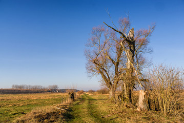 Rzeka Narew w okolicy Suraża, Narwiański Park Narodowy, Dolina Narwi, Suraż, Podlasie, Polska © podlaski49