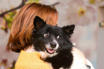 beautiful dog is sitting in the arms of his mistress