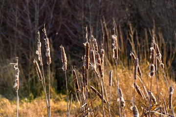 Rzeka Narew w okolicy Suraża, Narwiański Park Narodowy, Dolina Narwi, Suraż, Podlasie, Polska © podlaski49