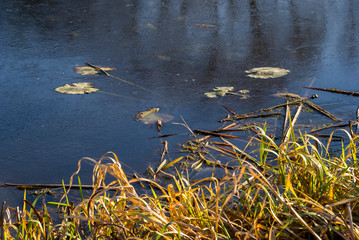 Rzeka Narew w okolicy Suraża, Narwiański Park Narodowy, Dolina Narwi, Suraż, Podlasie, Polska © podlaski49