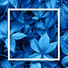 Wild grapes leaves background. Trend blue tinted