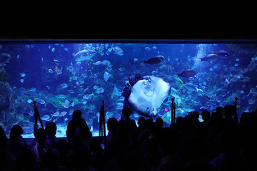 A scuba diver feeding the huge round eager stingray in the aquarium.    