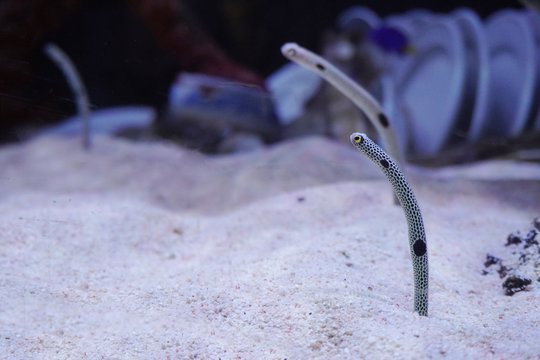 Spotted garden eels are looking for food and getting out of the sand