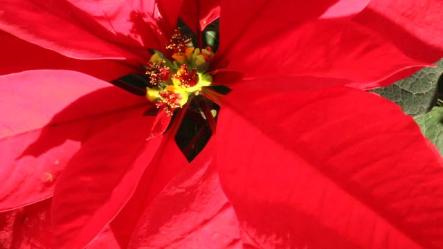 Christmas Eve is a flower native to Mexico. It is one of the most important products in the field of ornamental plants in the country.