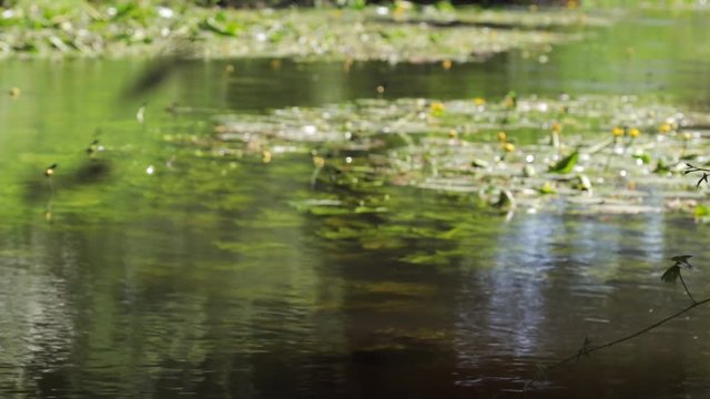 Libellen Tanzen auf Seerosen im Fluss