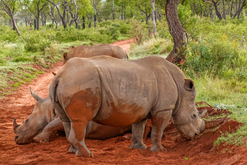 A herd of white rhinos on a dirt road, Welgevonden Game Reserve, South Africa.
