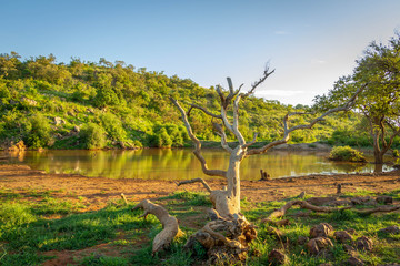 A picturesque view of a water pool at Madikwe Game Reserve, South Africa.