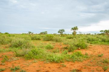 Fototapeta na wymiar Cheetah ( Acinonyx jubatus) observing the surrounding, Madikwe Game Reserve, South Africa.